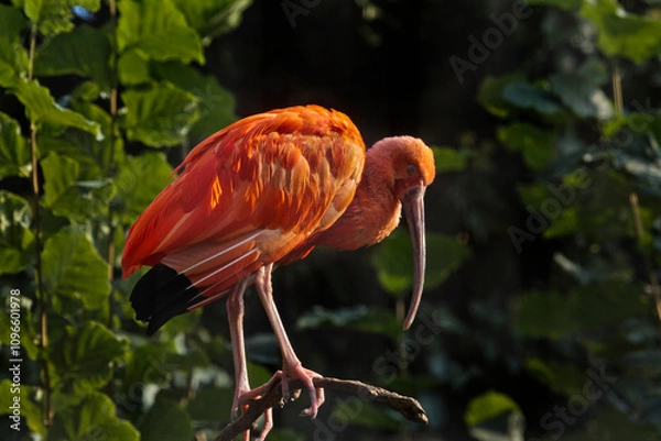 Obraz The Scarlet ibis (Eudocimus ruber) in zoo.