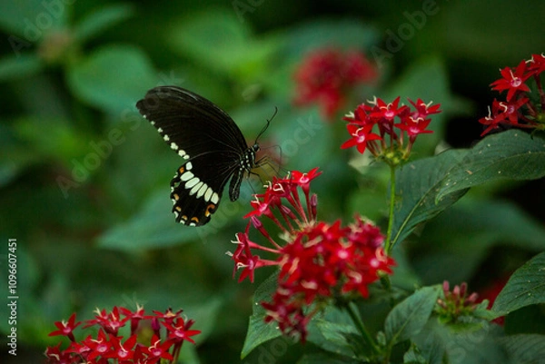Obraz The common Mormon (Papilio polytes).