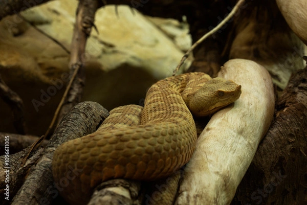 Obraz Horned viper, long-nosed viper, nose-horned viper, sand viper (Vipera ammodytes).