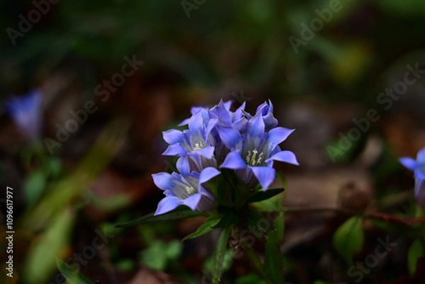 Obraz 秋の花　リンドウの紫色の花