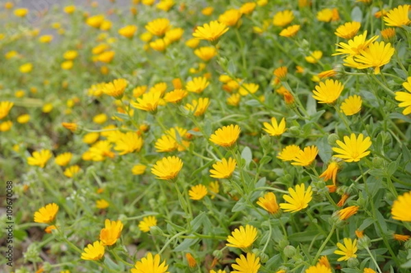 Obraz カレンデュラの群植