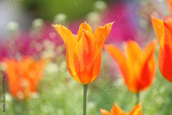 Obraz オレンジ色のチューリップ