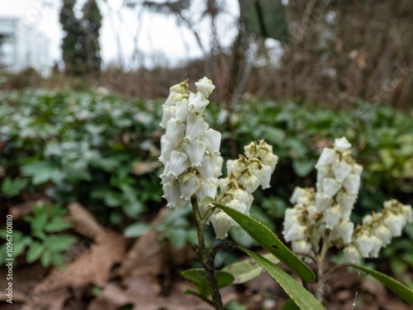 Fototapeta Broadleaf evergreen shrub the Mountain fetterbush or mountain andromeda (pieris floribunda) with erect or just slightly nodding panicles of white flowers