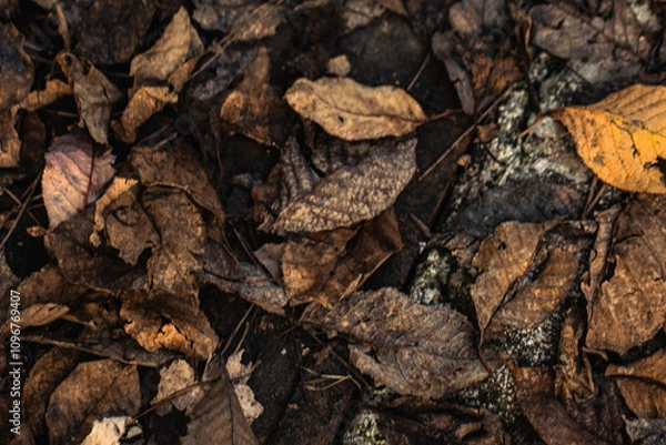 Fototapeta The intimate landscape of autumn leaves, displaying an array of colors and textures