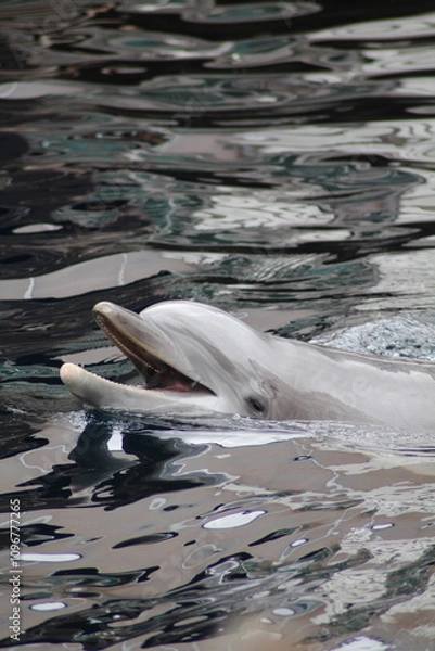 Obraz Glücklicher Delfin 