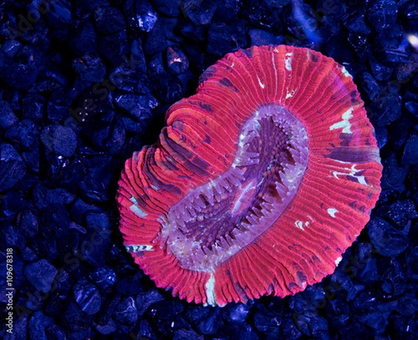 Fototapeta red openbrain coral