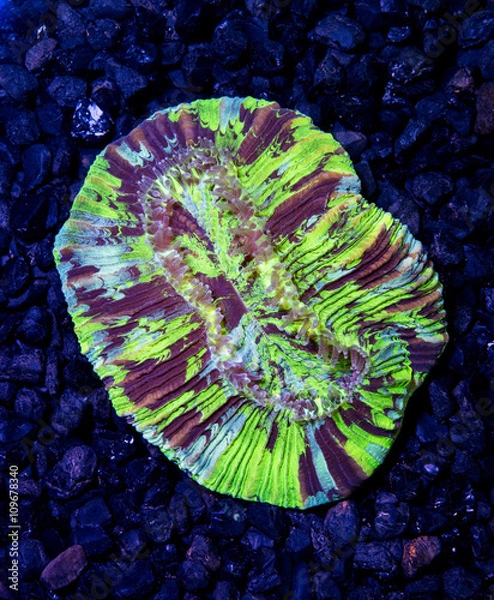 Fototapeta Multi color open brain coral