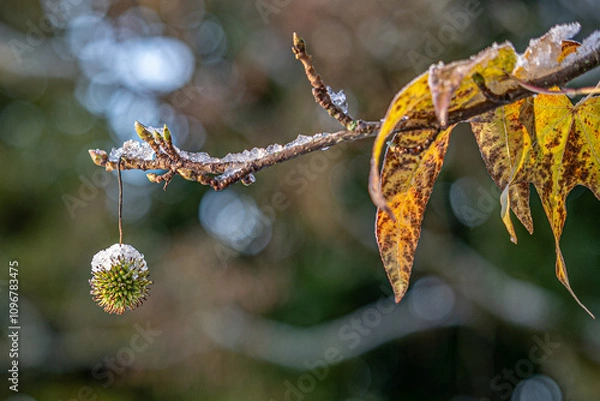 Fototapeta Branch of Liquidambar with buds and hanging seed with snow, suitable as background for Christmas card