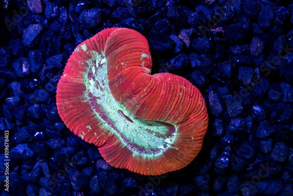 Fototapeta Multi color open brain coral