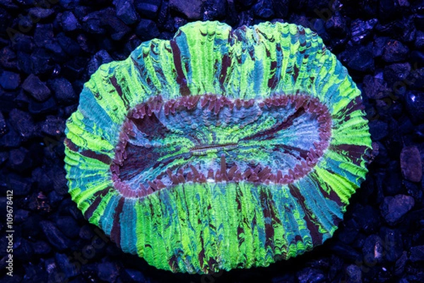 Fototapeta Multi color open brain coral