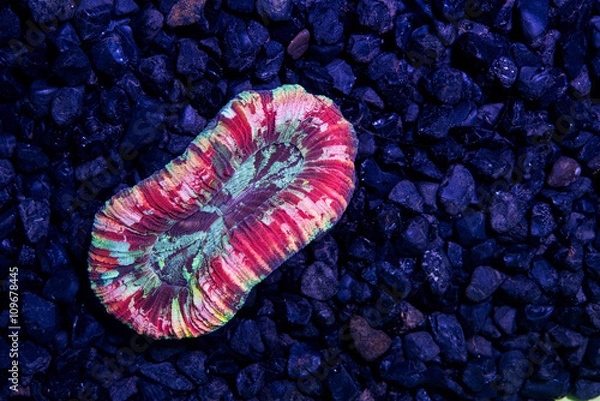 Fototapeta Multi color open brain coral