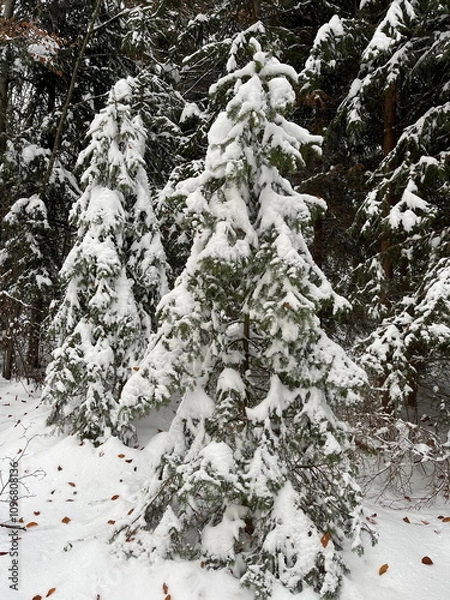 Obraz Two little Christmas trees covered in snow