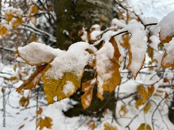 Obraz Closeup of yellow leaves covered with well defined snow crystals