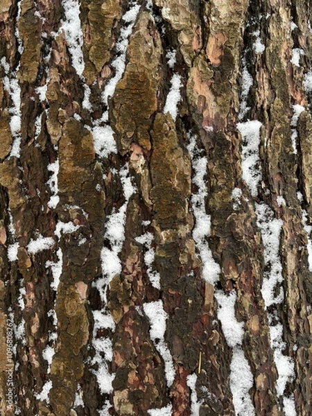 Obraz Closeup of pine bark with snow patterns on it