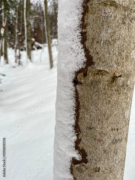 Obraz Closeup of tree stem with well defined snow crystals