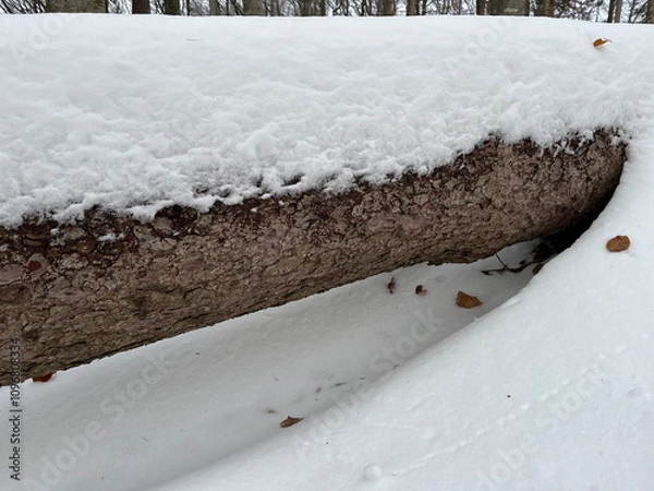 Obraz Large tree blocking the way, snow on top