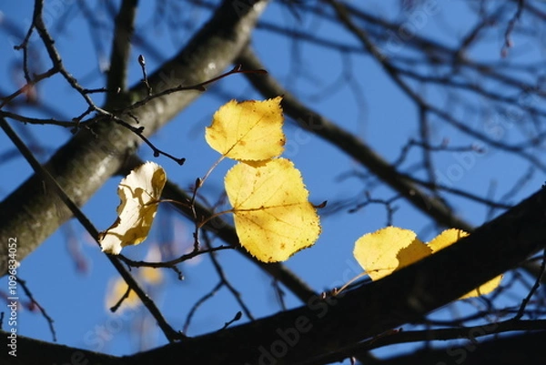 Fototapeta Jesienne liście
