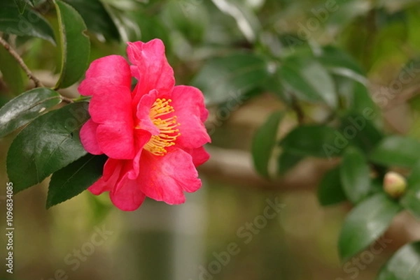 Fototapeta 冬の寒空に咲く