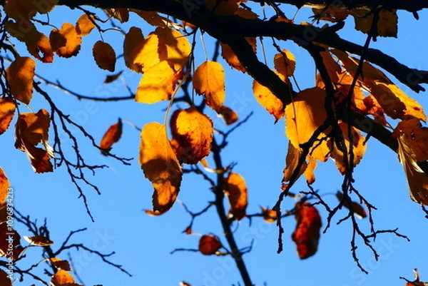 Fototapeta Jesienne liście