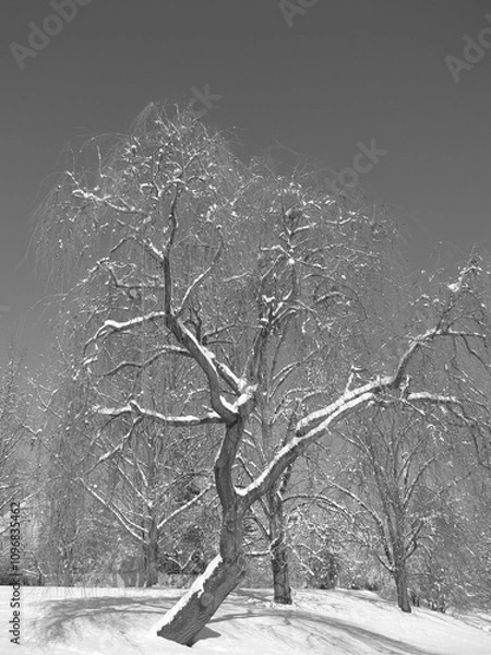 Fototapeta Park zimą