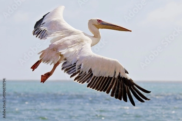 Obraz Pelikan hebt ab