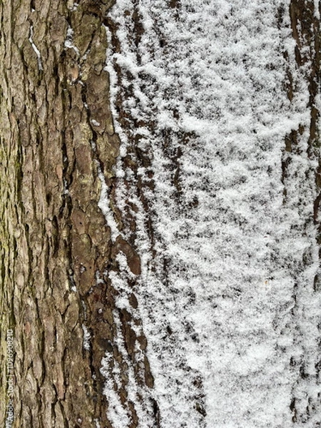 Obraz Closeup of tree bark with snow