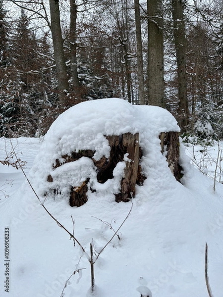 Obraz Tree trunk covered in snow