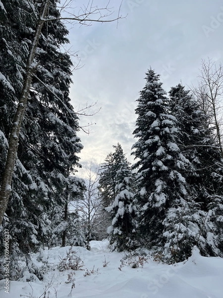 Obraz Large pine trees in the snow