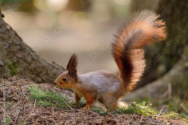 Fototapeta Little red squirrel