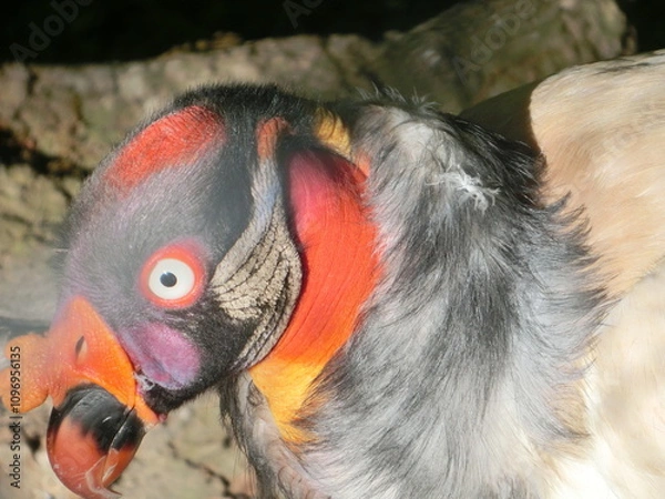 Obraz close up of a red billed toucan