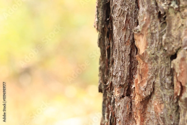 Fototapeta Pine tree, bark close-up. Close-up of pine bark in the forest for a natural background. Nature. Details. Focus on pine tree trunk with blurred background