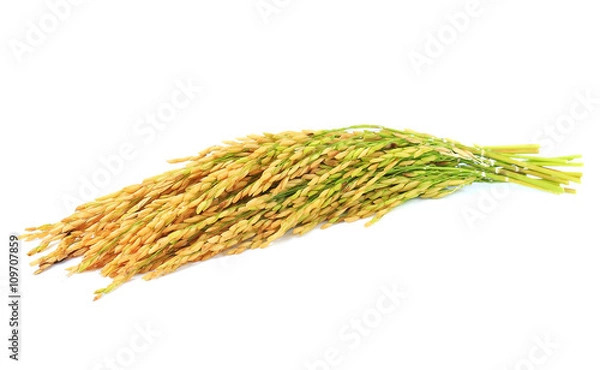 Obraz paddy rice seed isolate on a white background