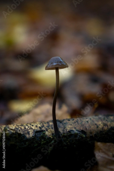 Fototapeta mushrooms on a tree in autumn 