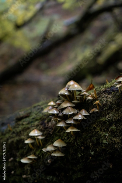 Fototapeta mushrooms on a tree in autumn 