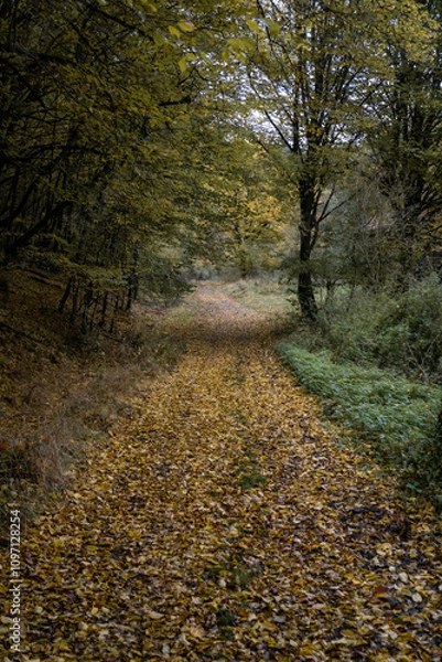 Fototapeta path in autumn in Kellerwald forest