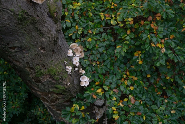 Fototapeta mushrooms on a tree in autumn 