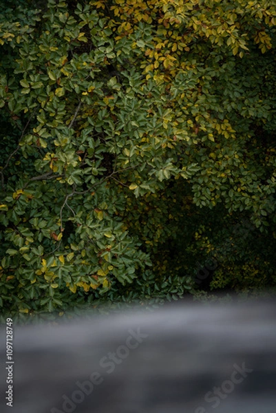 Fototapeta leaves from the top of tree top walk in autumn