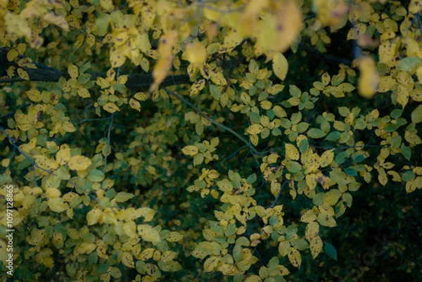 Fototapeta leaves from the top of tree top walk in autumn