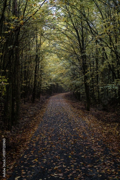 Fototapeta path in autumn in Kellerwald forest