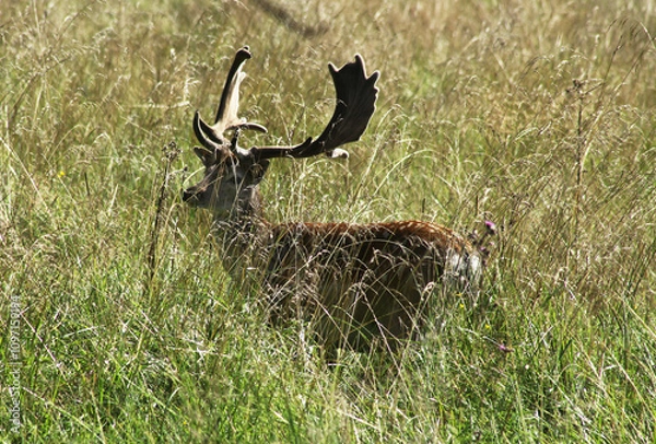 Obraz deer in the grass