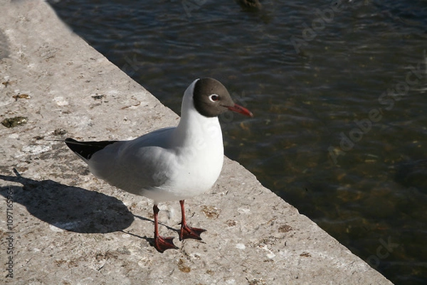 Obraz seagull on the rocks
