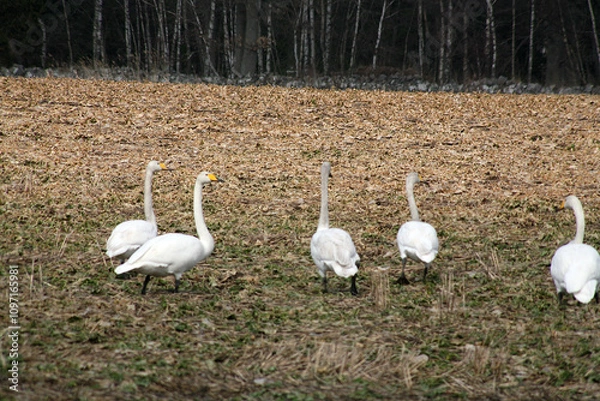 Obraz swans on the bank