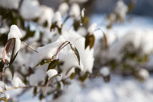 Obraz Snow on the leaves on the bush