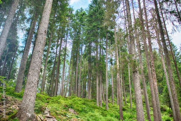 Obraz Sunlight reaching the lush forest floor in the Italian Dolomites