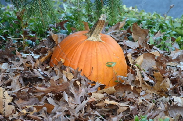 Obraz pumpkin on the grass