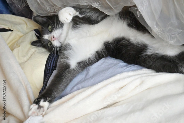 Obraz A small gray cat lies on a white blanket and washes himself. The paws are spread in different directions.