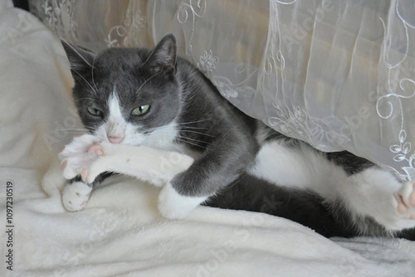 Obraz A small gray cat lies on a white blanket and washes himself. The paws are spread in different directions.