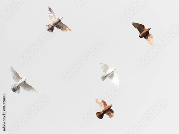 Obraz flock of pigeons on a gray background