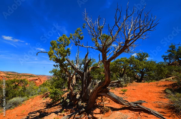 Obraz Monument Valley is a region of the Colorado Plateau characterized by a cluster of vast sandstone buttes above the valley floor. It is located on the Arizona-Utah state line, USA