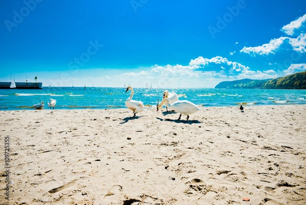 Obraz Swans on the Baltic sea